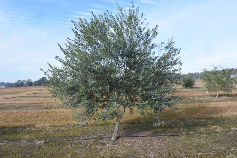 Olive treesjpg